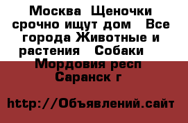 Москва! Щеночки срочно ищут дом - Все города Животные и растения » Собаки   . Мордовия респ.,Саранск г.